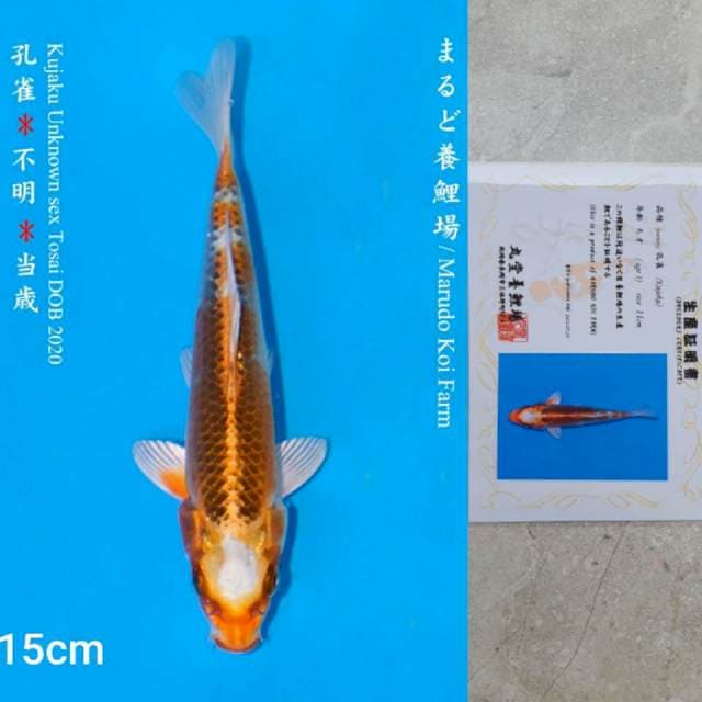 Marudo Kujaku 15cm Certi