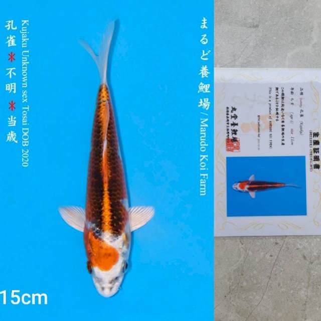 Marudo Kujaku 15cm Certi