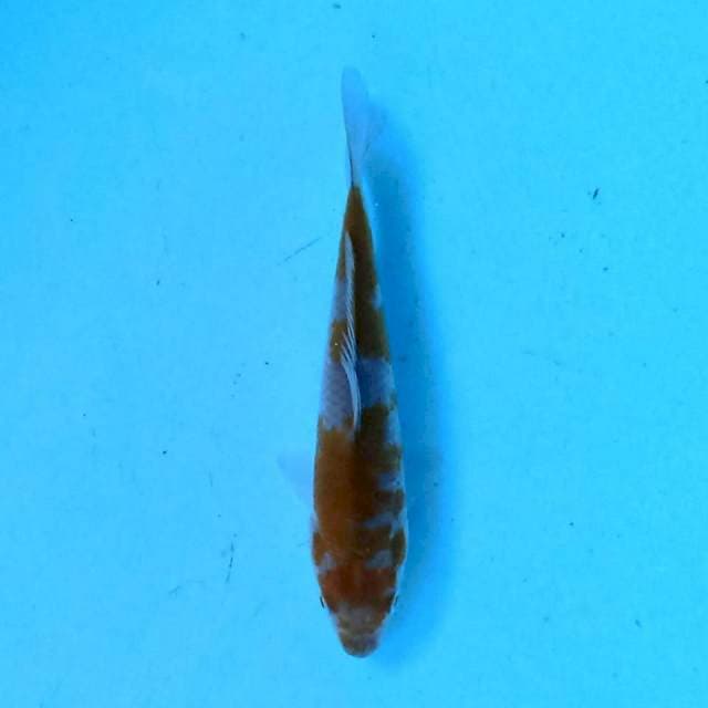 Ochiba 14 cm