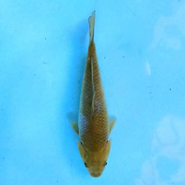 Ochiba 14 cm