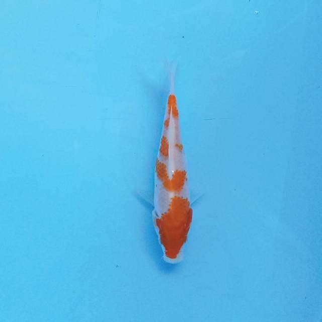Kohaku 15 cm
