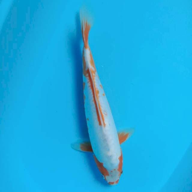 Kosui