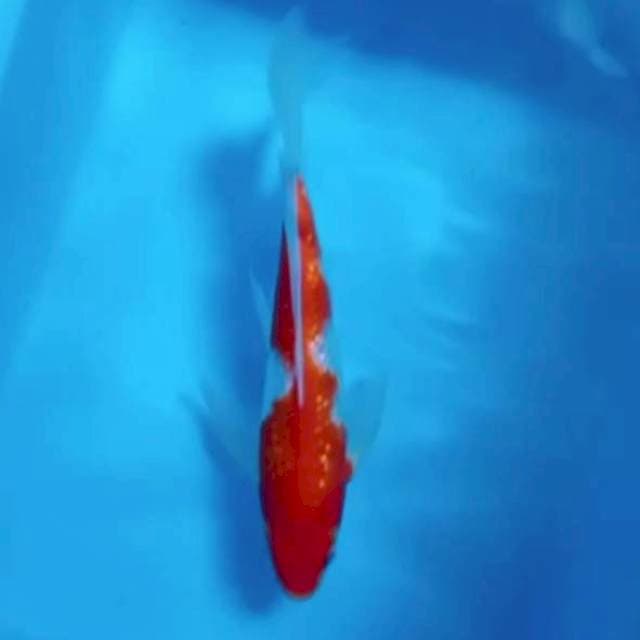 Kohaku slayer
