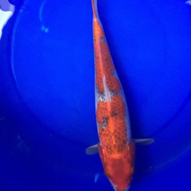 Goshiki 36 cm
