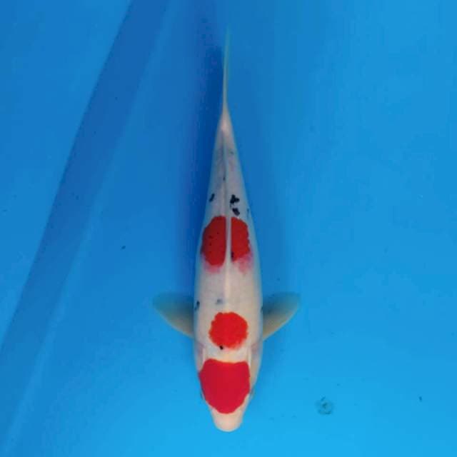 Maruten Sanke ~33