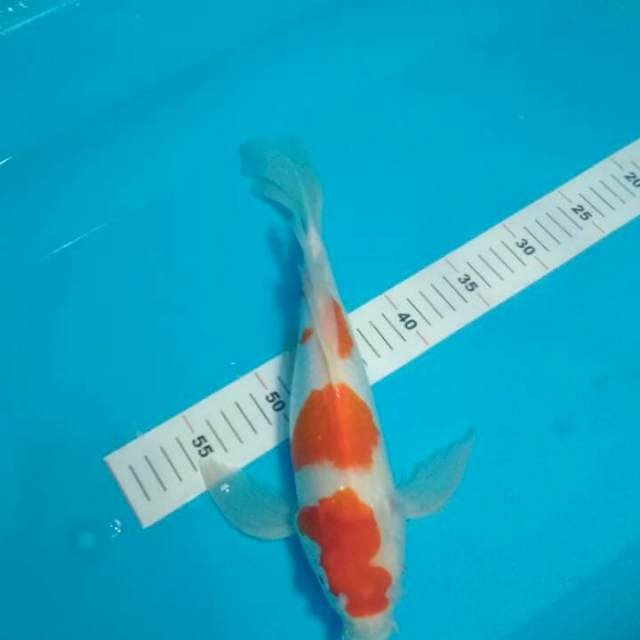 KUMPAY KOHAKU 35 CM