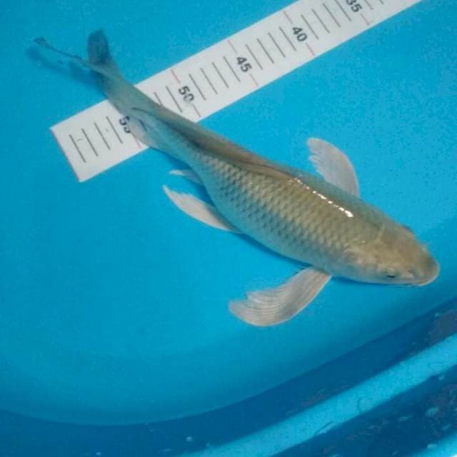 KUMPAY SORAGOI 31 CM
