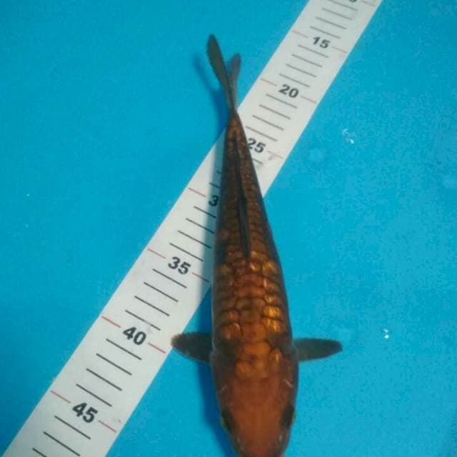 CHAGOI ARAGOKE GINRIN 27 CM