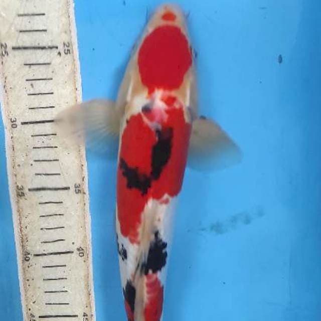 KOI SANKE DOITSU