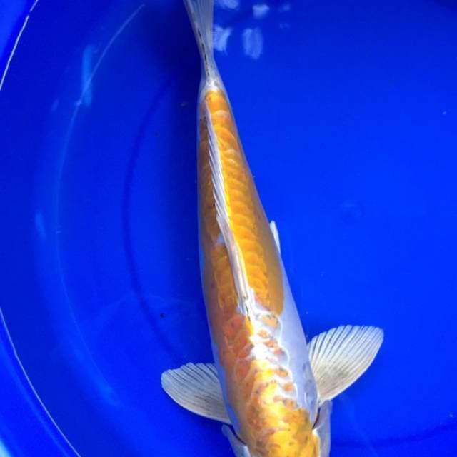 Jumbo Hariwake Doit 41 cm