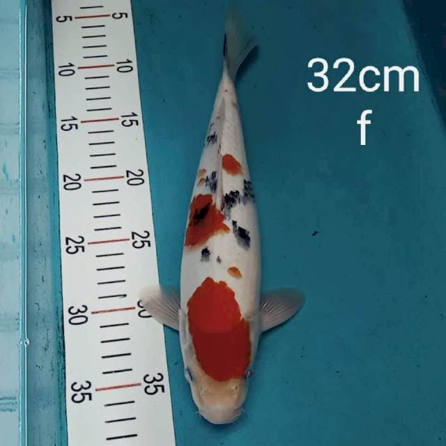 SINGKAT# Sanke 32cm
