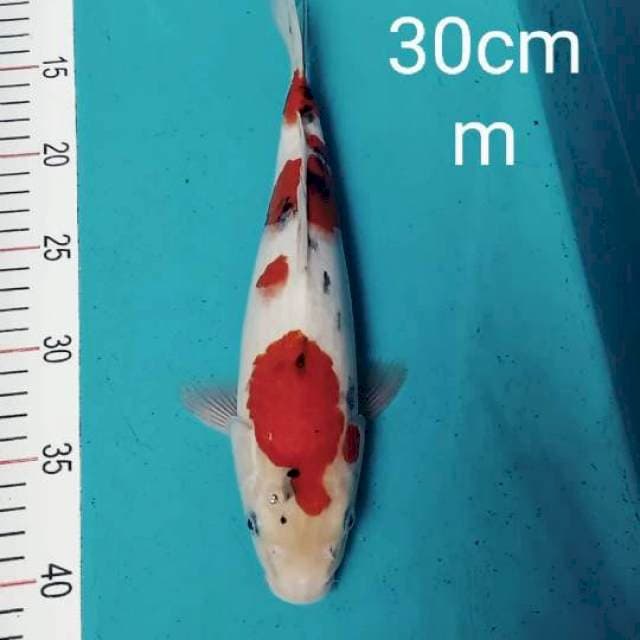SINGKAT # sanke 30cm