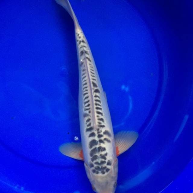 Jumbo Shusui 36 cm