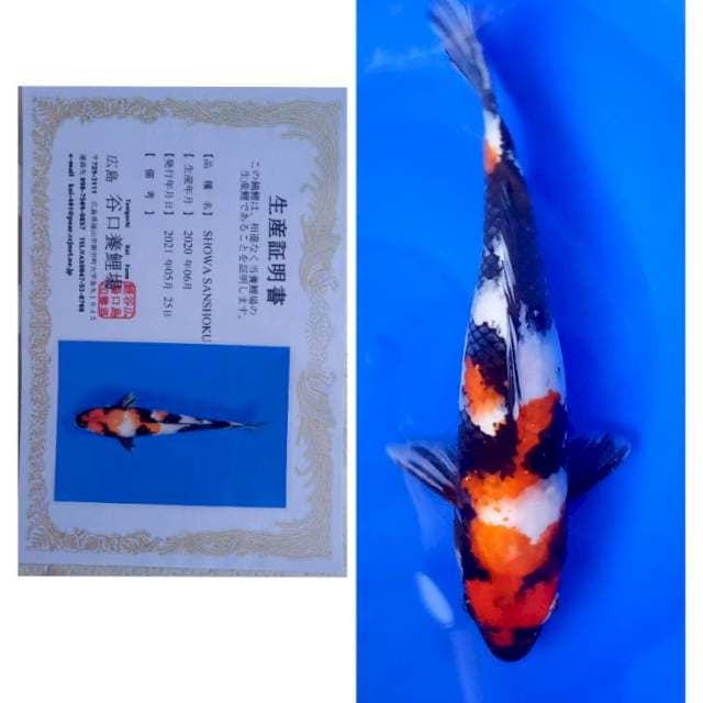 Showa Taniguchi 30bu