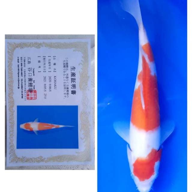 Kohaku Taniguchi josh