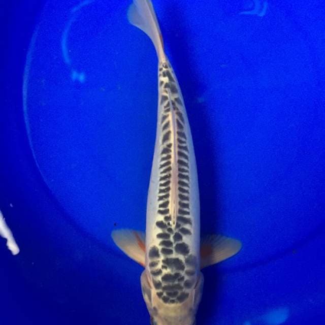 Shusui 33 cm
