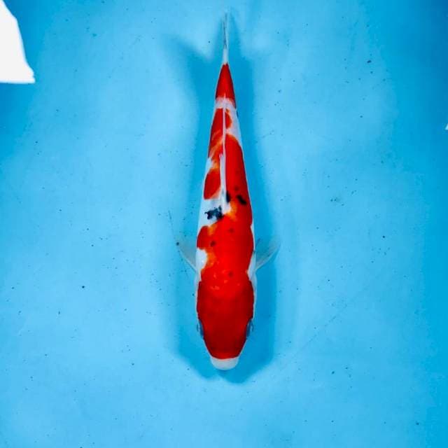 Sanke doitsu, 23 cm