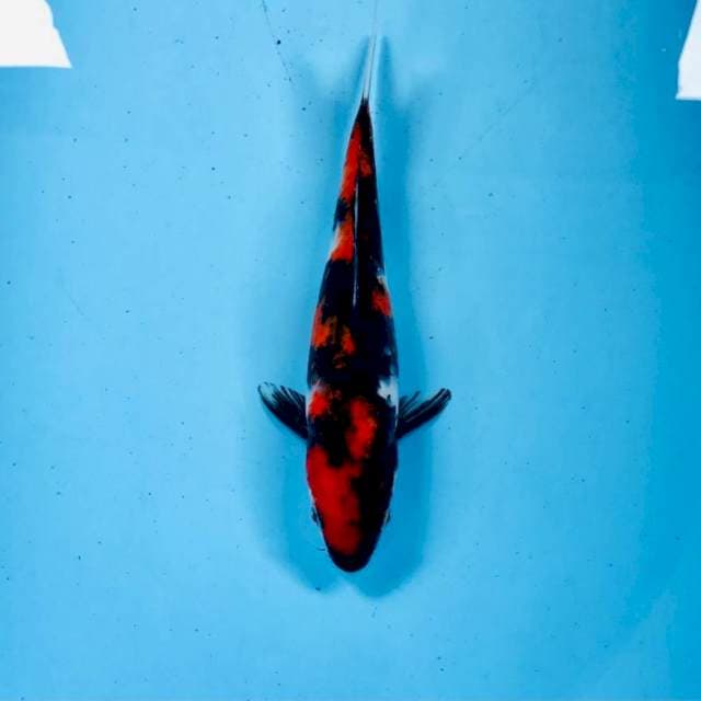 Hi Showa, 24 cm