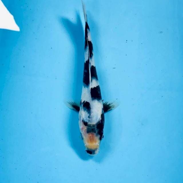 Shiro, 24 cm