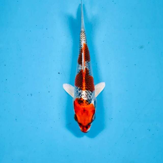 Kujaku, 15 cm