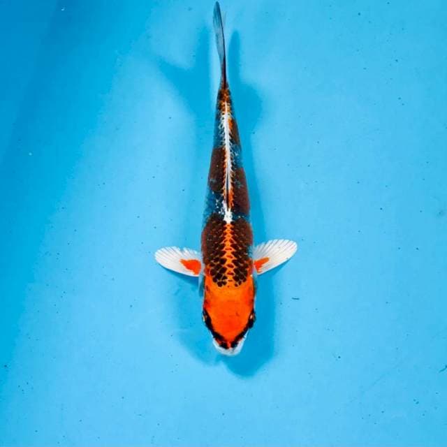 Kujaku, 20 cm