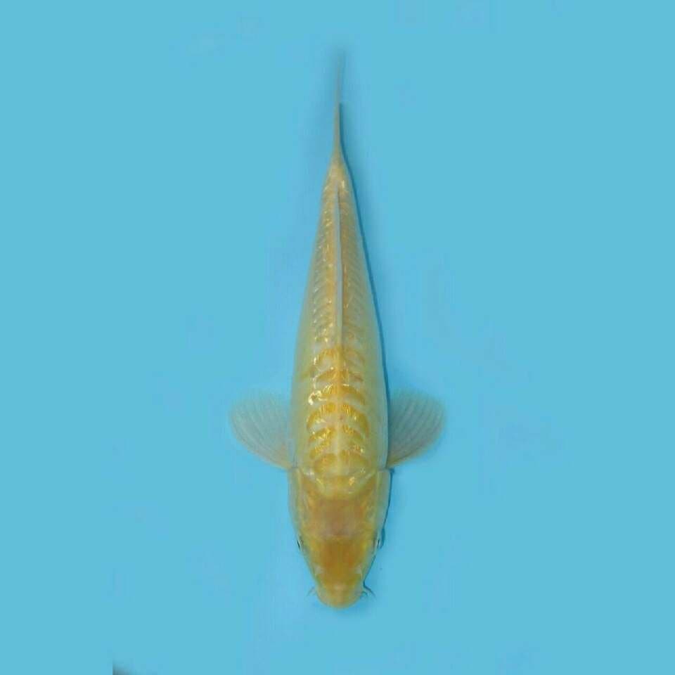 RED EYE KARASHI GINRIN ARAGOKE F1 31CM