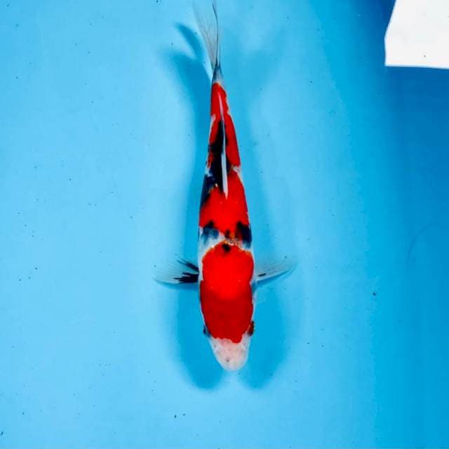 Showa, 25 cm