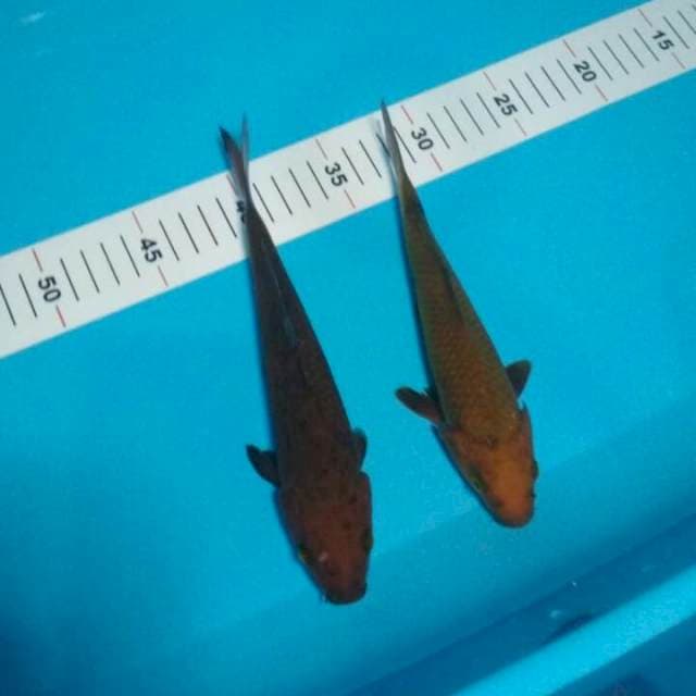 CHAGOI 21 & 23 CM