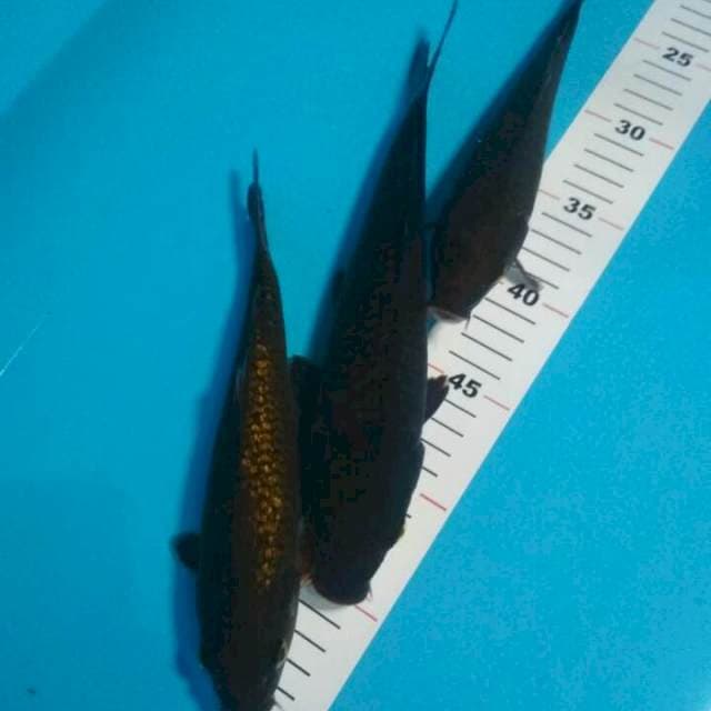 CHGOI MOX GINRIN 23 - 28 CM