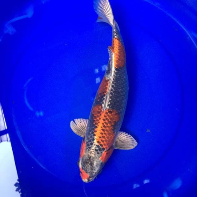 Beni Gingga 35 cm