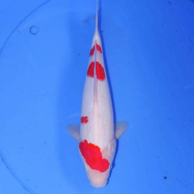 29 KINDAI KOHAKU