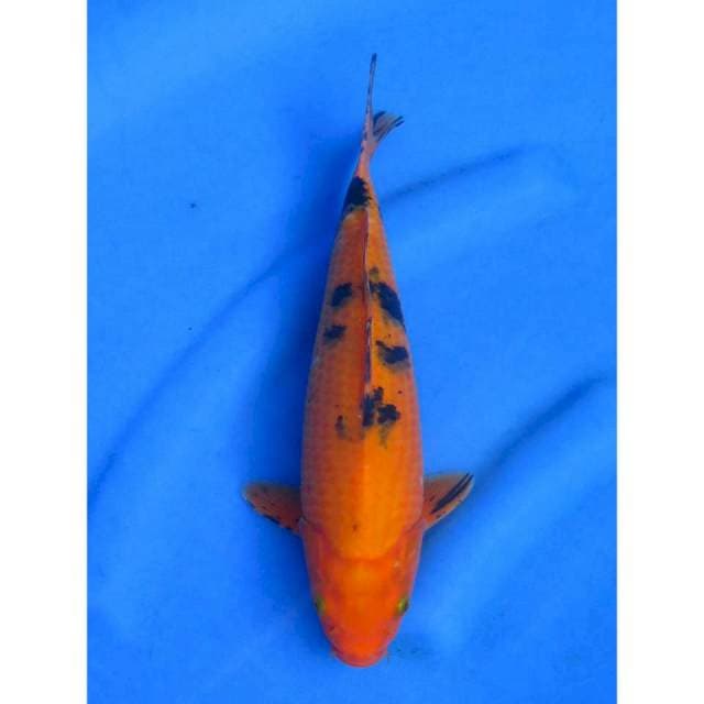 Red Bekko - 30cm