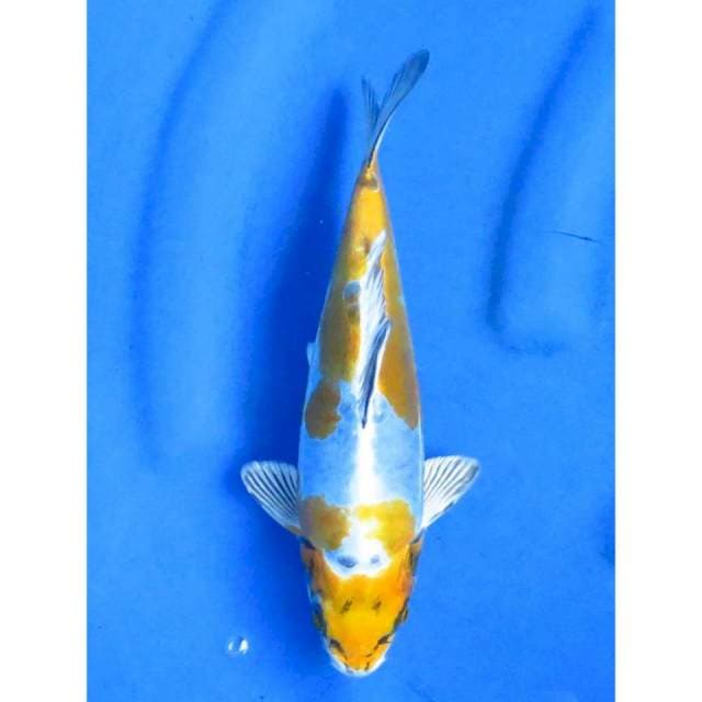 Kin Kikokryu - 30cm