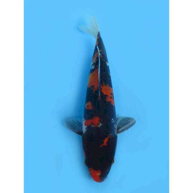 Showa Doitsu - 20cm