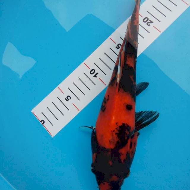 showa 28cm