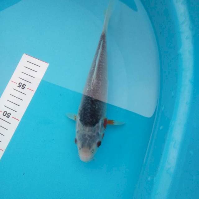 Asagi 23cm