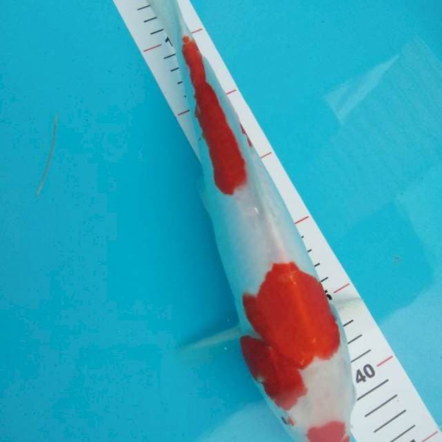 Kohaku doitsu aragoke 34cm