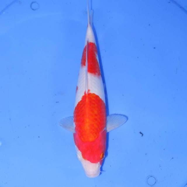 KOHAKU