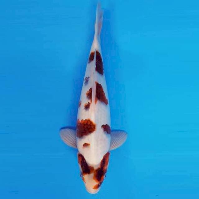 SAKI 4 - GOROMO ®