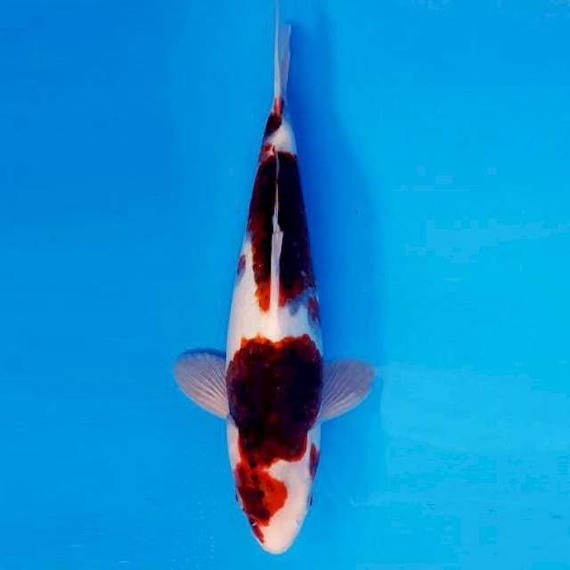 SAKI 5 - GOROMO ®