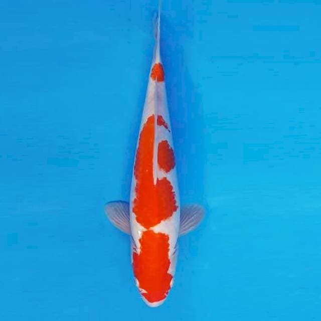 SAKI 10 - KOHAKU ®