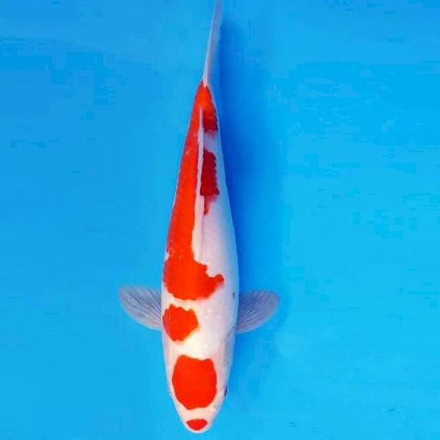 SAKI 13 - KOHAKU ®