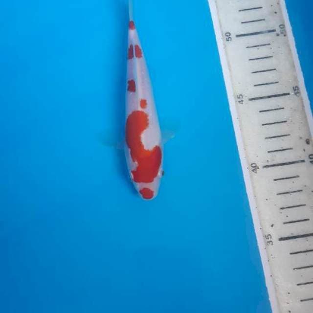 Minion kohaku SQ