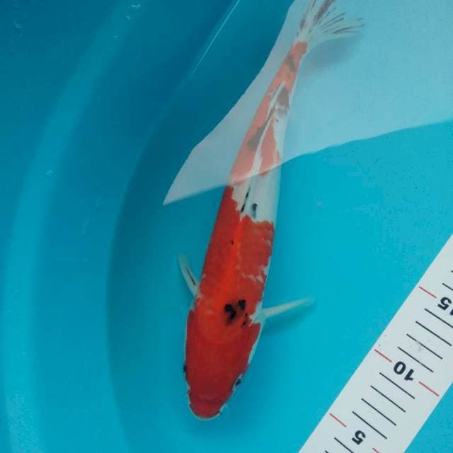 Sanke 33cm
