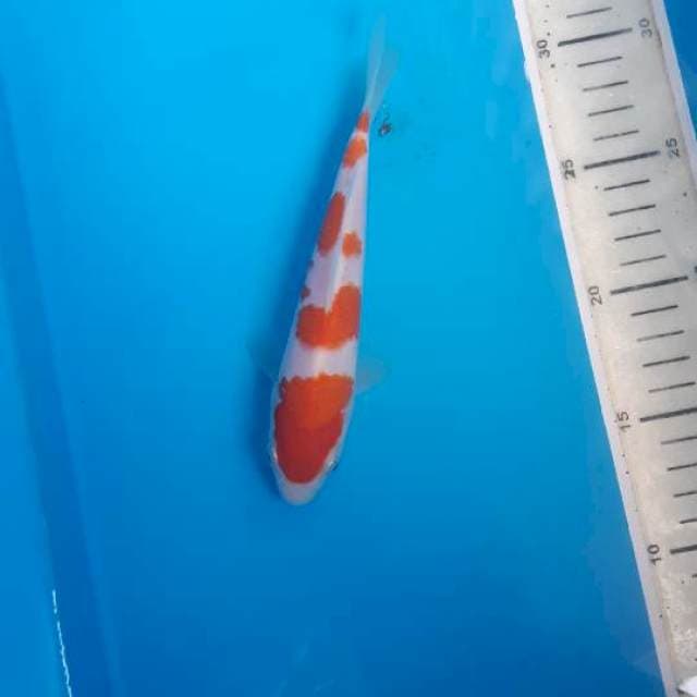 Minion Kohaku SQ