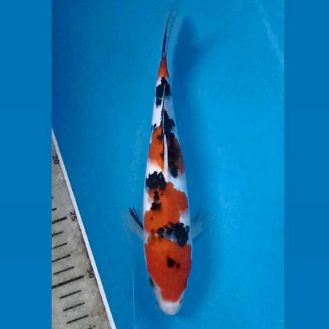 Sanke, 24 cm