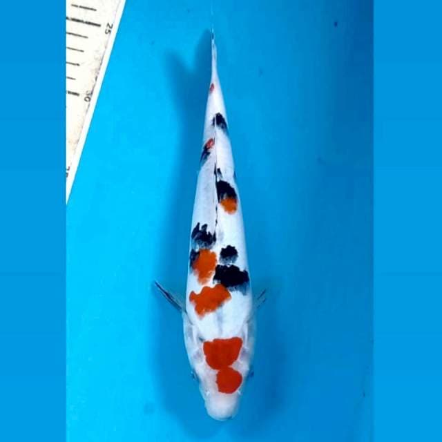 Sanke, 24 cm