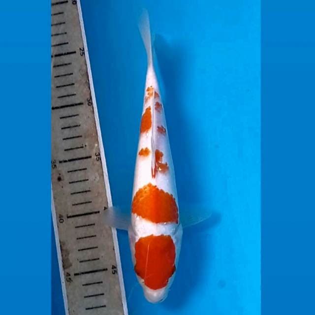 Kohaku, 23 cm