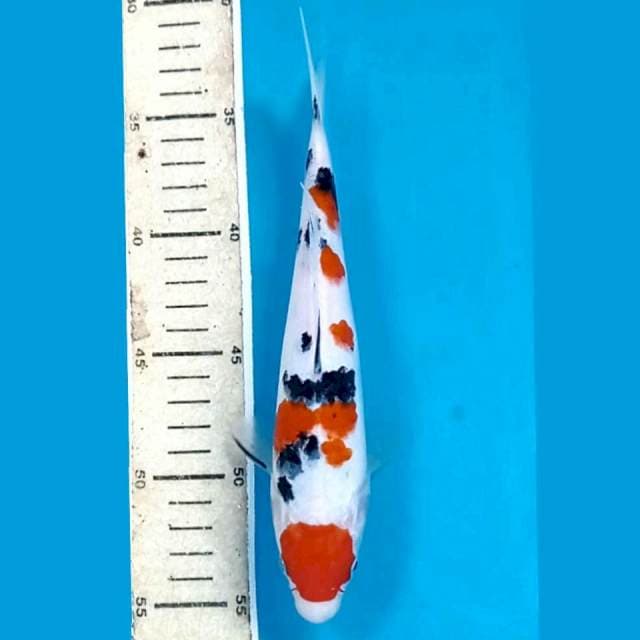 Sanke, 22 cm
