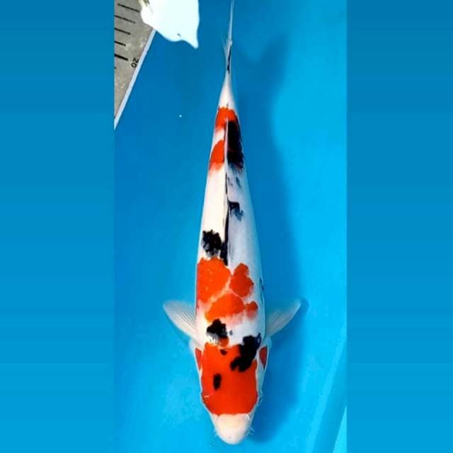 Sanke, 29 cm